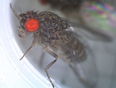 drosophila image