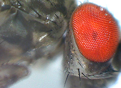 drosophila image